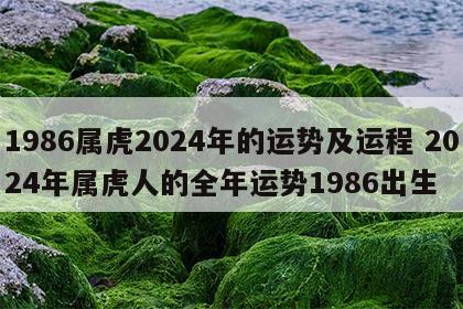 1986属虎2024年的运势及运程 2024年属虎人的全年运势1986出生