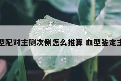 血型配对主侧次侧怎么推算 血型鉴定主侧
