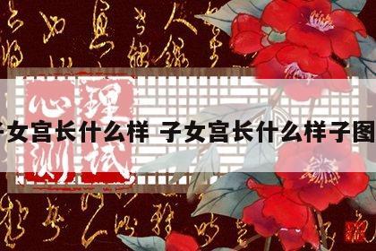 子女宫长什么样 子女宫长什么样子图片